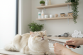 Premium Cat Grooming Collection